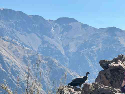 La Vallée du Colca près d'Arequipa